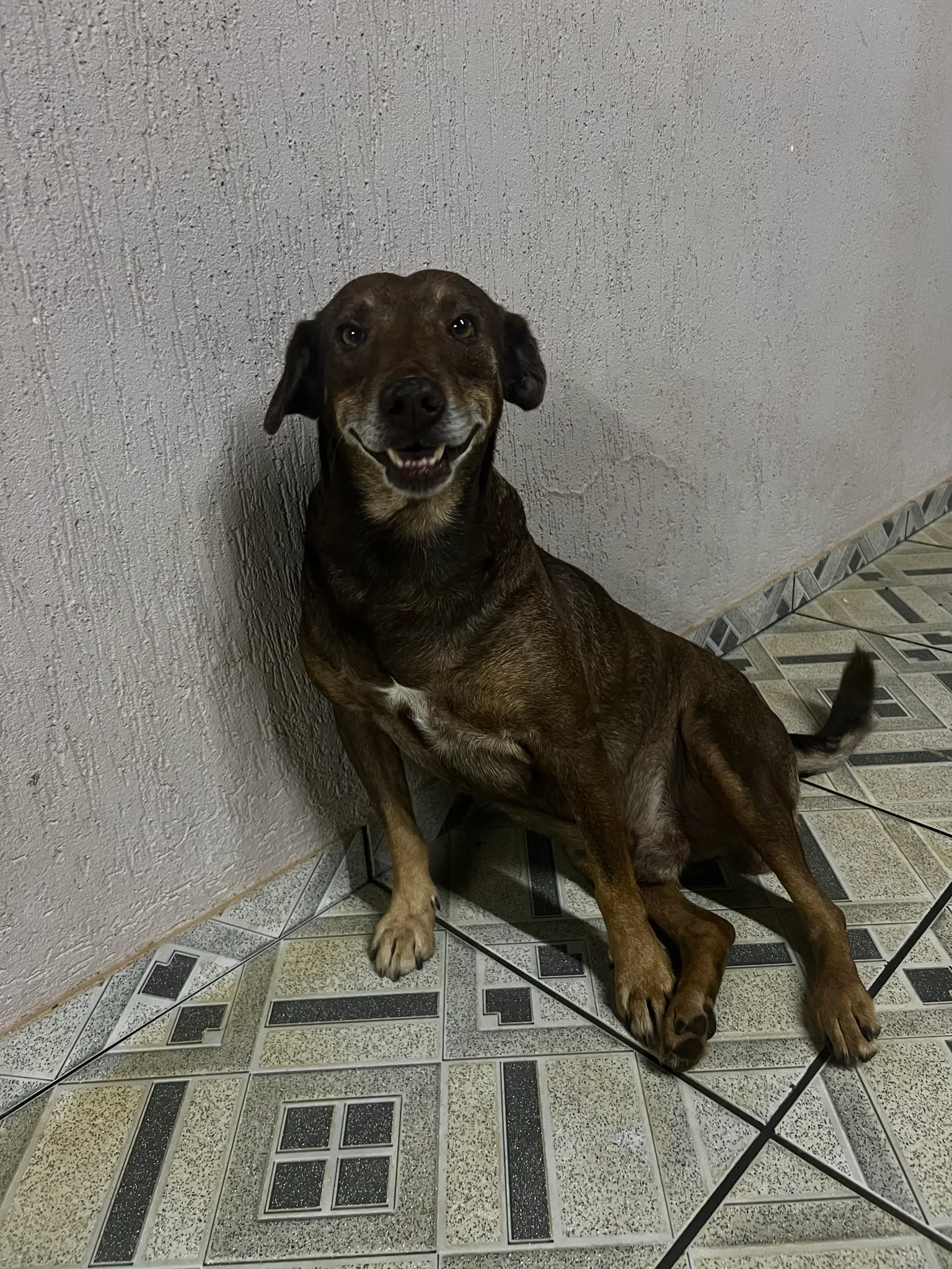 Bart, um cão marrom de pelo curto com uma pequena mancha branca no peito, sentado em piso azulejado e olhando para a câmera com um sorriso de boca aberta
