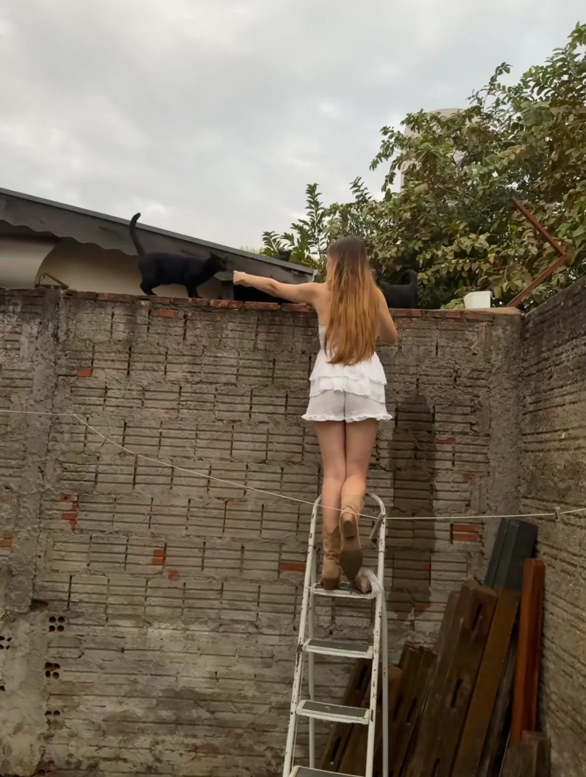 Uma jovem em uma escada estende a mão sobre um muro alto de tijolos em direção a dois gatos pretos