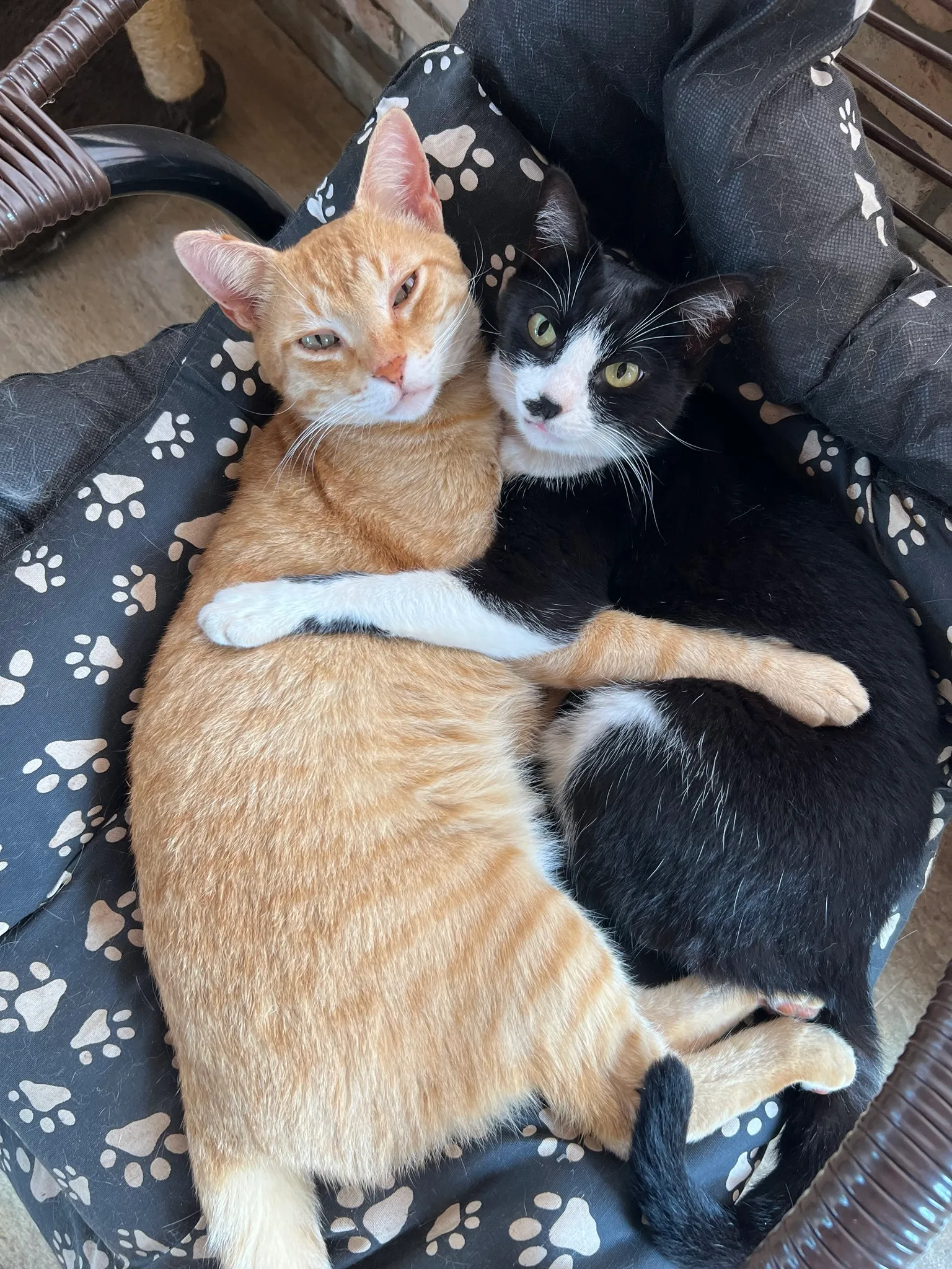 gatos resgatados