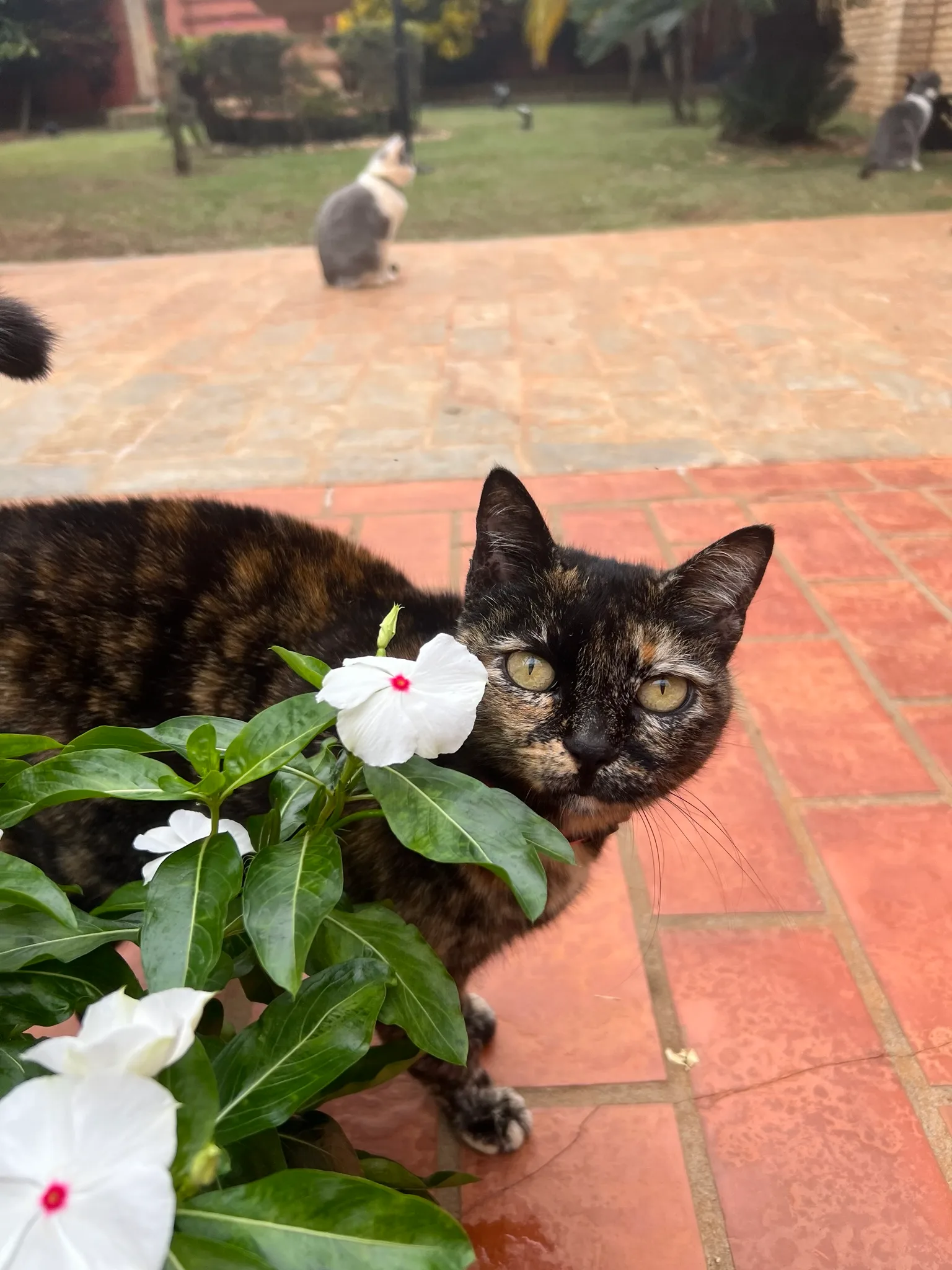 Bruxa, one of our sanctuary cats, in the garden with two other rescues in the background