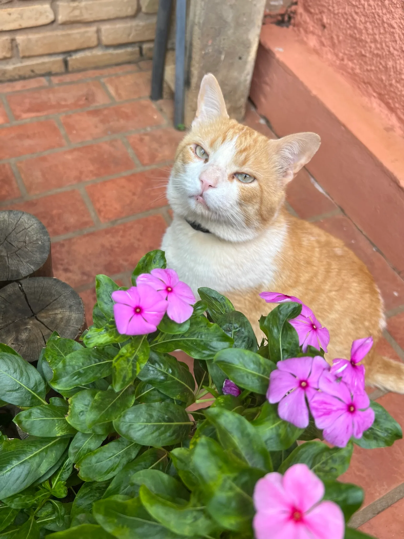 Gatão, um gato laranja e branco sentado em pisos de terracota ao lado de flores rosas vibrantes