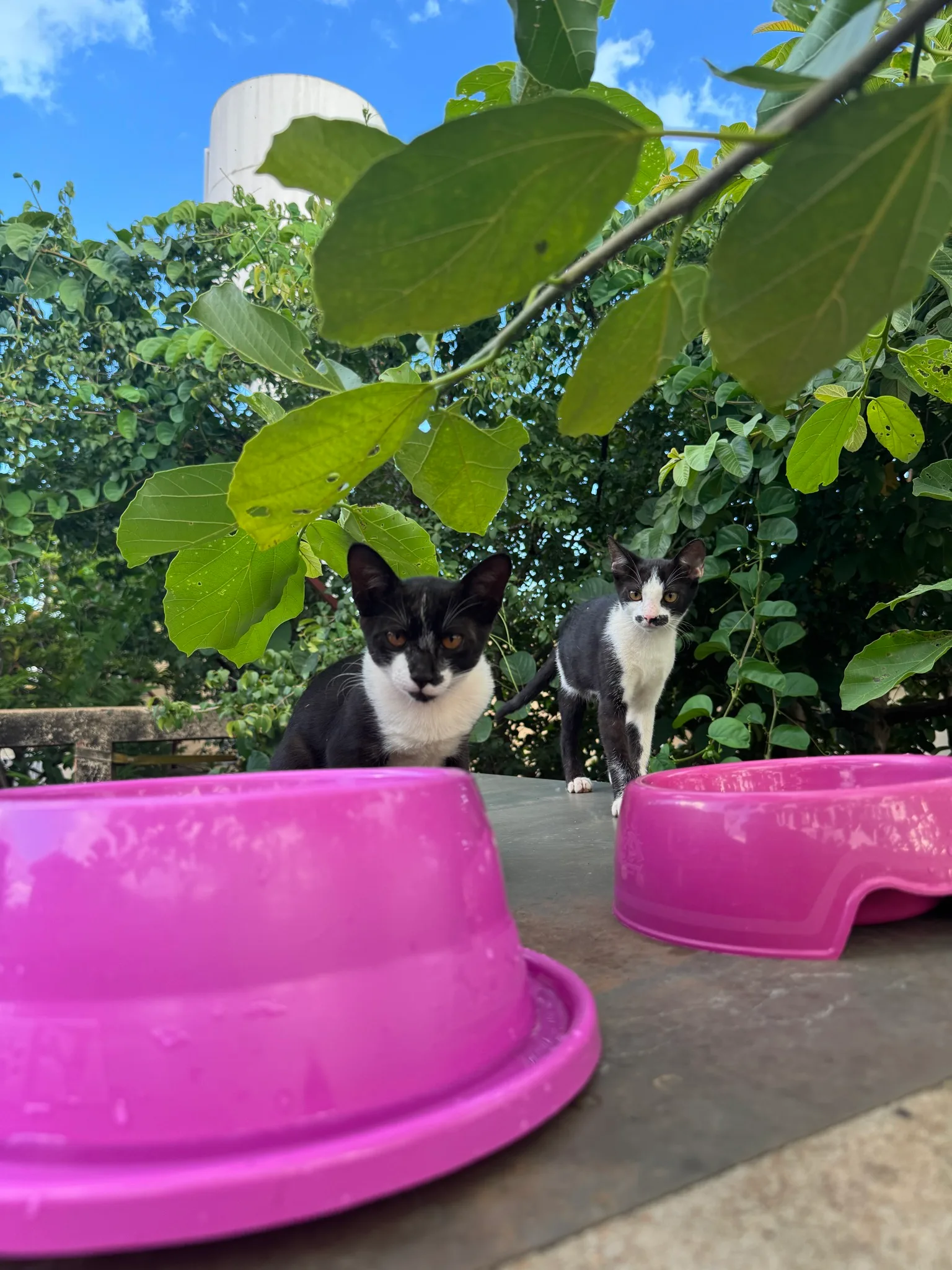 Negresco e Negresca, dois dos gatos sob nossos cuidados