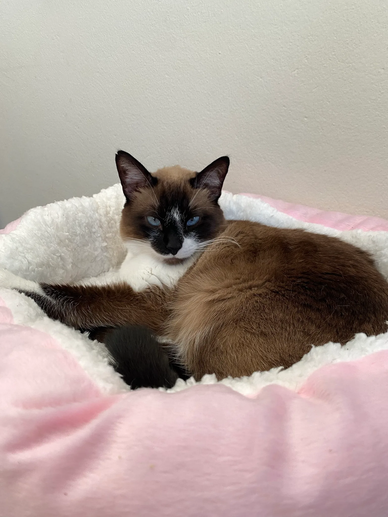 Tito, um gato chocolate-point de olhos azuis brilhantes, enroscado em uma caminha felpuda creme e rosa
