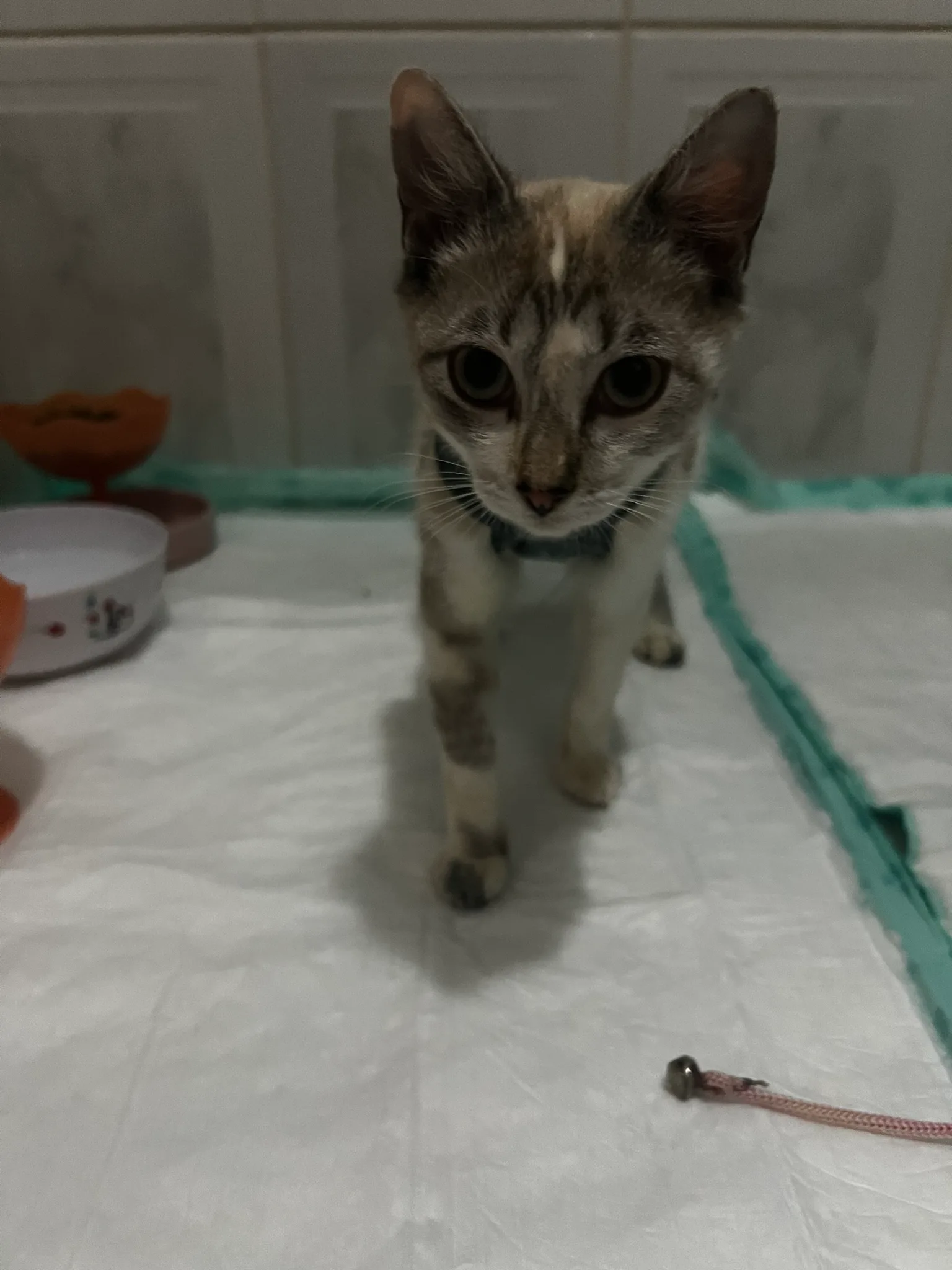cuidados veterinários